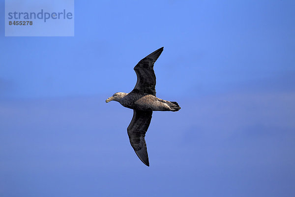 Riesensturmvogel (Macronectes giganteus)  adult  fliegt  Weddell-Meer  Antarktis