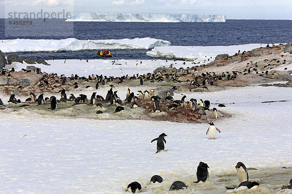 Pinguinkolonie  Adeliepinguine (Pygoscelis adeliae)  Devil Island  Weddell-Meer  Antarktis
