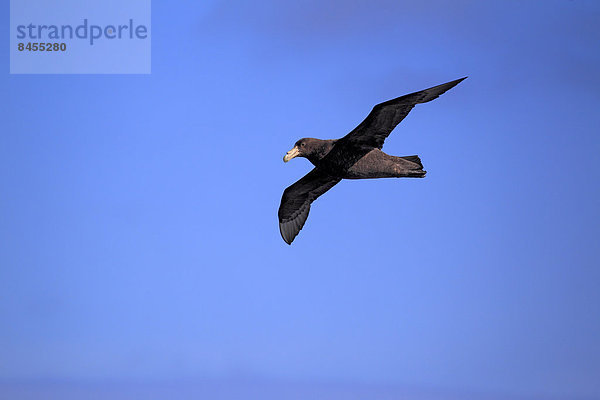 Riesensturmvogel (Macronectes giganteus)  adult  fliegt  Weddell-Meer  Antarktis