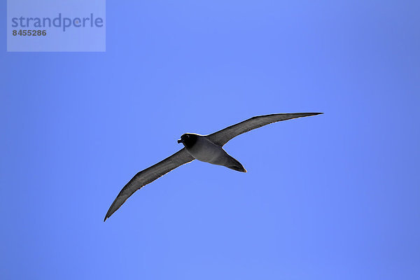 Rußalbatros (Phoebetria palpebrata)  adult  fliegt  Weddell-Meer  Antarktis