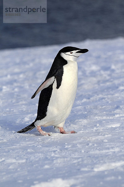 Kinnriemen Langschwanzpinguin Zügelpinguin Pygoscelis antarctica Erwachsener Antarktis Pinguin