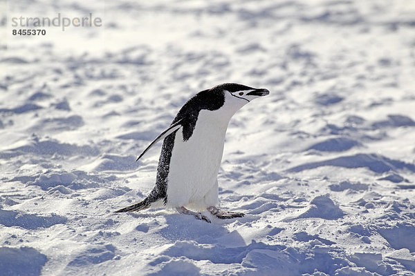Kinnriemen Langschwanzpinguin Zügelpinguin Pygoscelis antarctica Erwachsener Antarktis Pinguin