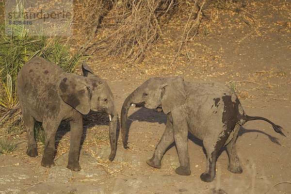 Afrikanische Elefanten (Loxodonta africana)  zwei Kälber spielen nahe an einem Wasserloch  Krüger-Nationalpark  Südafrika