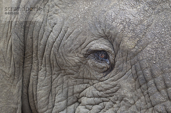 Afrikanischer Elefant (Loxodonta africana)  Nahaufnahme  Auge eines Bullen  Krüger-Nationalpark  Südafrika
