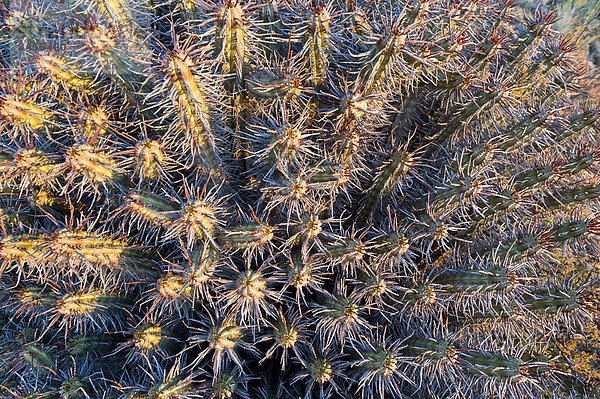 Siebenkantige Wolfsmilch (Euphorbia heptagona)  Karoo  Westkap  Südafrika