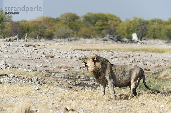 Löwe (Panthera leo) schnupperte  flehmt  Etosha Nationalpark  Namibia