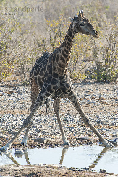 Giraffe (Giraffa camelopardalis) trinkt an einem Wasserloch  Etosha Nationalpark  Namibia