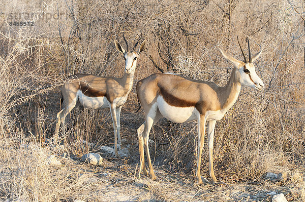 Springbock (Antidorcas marsupialis)  zwei Weibchen stehen vor einem dornigen Dickicht  Etosha Nationalpark  Namibia