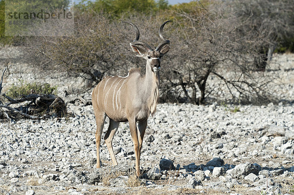 Kudu (Tragelaphus strepsiceros)  Männchen steht auf felsigen Boden  Etosha Nationalpark  Namibia