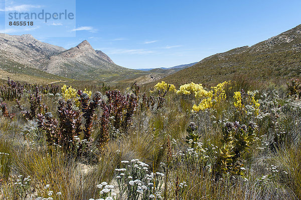 Vegetation im Swartberge Gebirge  UNESCO-Weltnaturerbe  Westkap  Südafrika