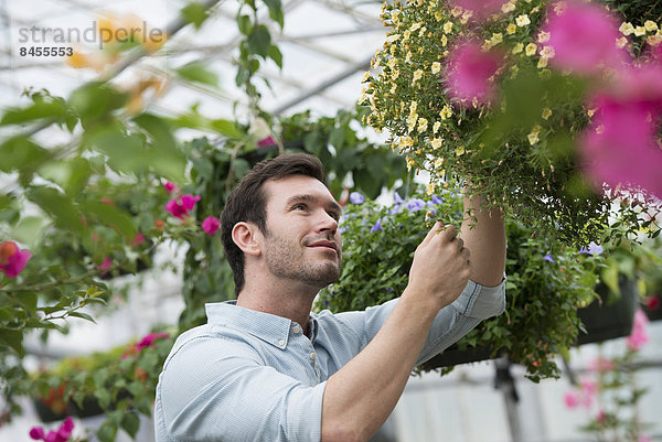 Eine Bio-Blumenpflanzengärtnerei. Ein Mann  der arbeitet und die Pflanzen pflegt.