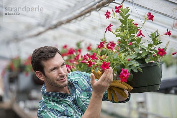 Eine Bio-Blumenpflanzengärtnerei. Ein Mann kontrolliert die Hängekörbe.