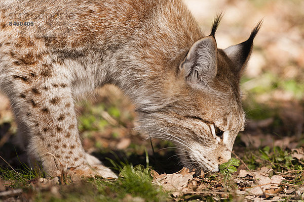 Eurasischer Luchs (Lynx lynx)  Wildpark Poing  Bayern  Deutschland
