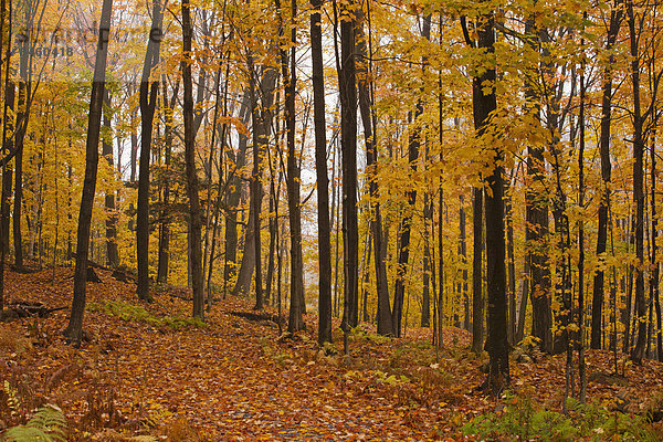 Ahorn-Wald (Acer) im Herbst  Eastern Townships  Quebec  Kanada