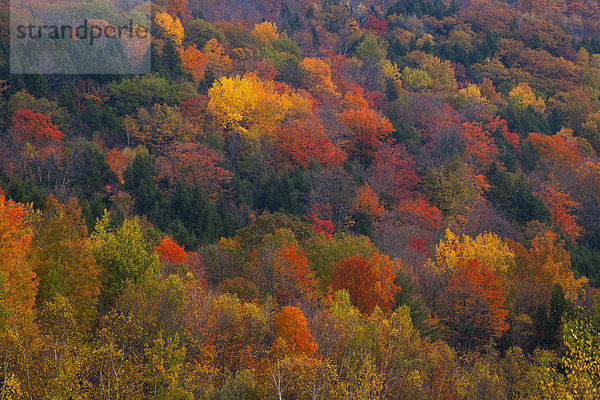 Wald im Herbst  Eastern Townships  Quebec  Kanada