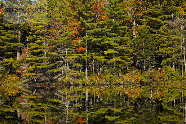 Wald spiegelt sich in einem Biberteich im Herbst  Eastern Townships  West Bolton  Quebec  Kanada