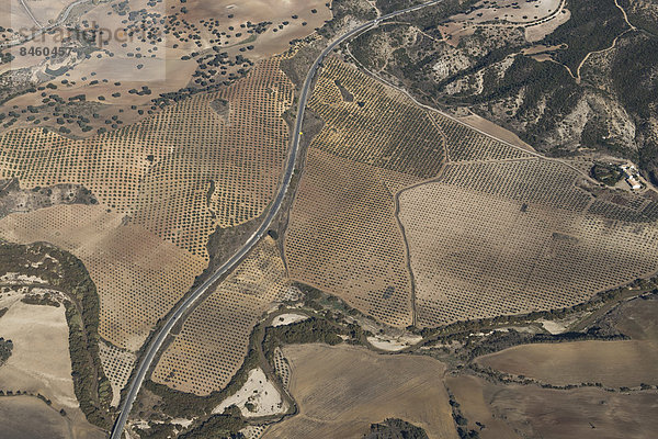 Luftbild  Felder in der Region Sierra de Cádiz  Andalusien  Spanien
