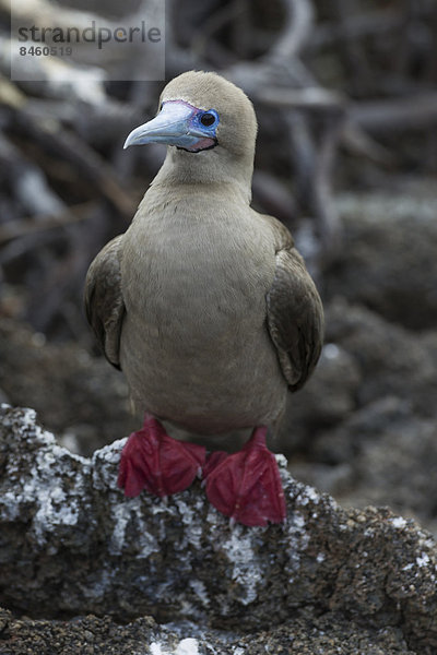 Rotfußtölpel (Sula sula)  Isla Genovesa  Galápagos-Inseln