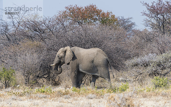 Afrikanischer Elefant (Loxodonta africana)  Elefantenbulle streift durchs Buschland  Etosha-Nationalpark  Namibia