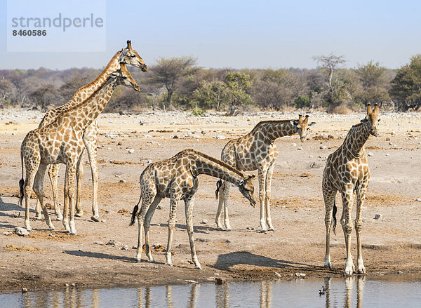 Giraffen (Giraffa camelopardis) an der Wasserstelle Chudop  Etosha-Nationalpark  Namibia