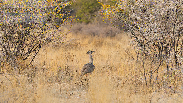Riesentrappe (Ardeotis kori)  Etosha-Nationalpark  Namibia