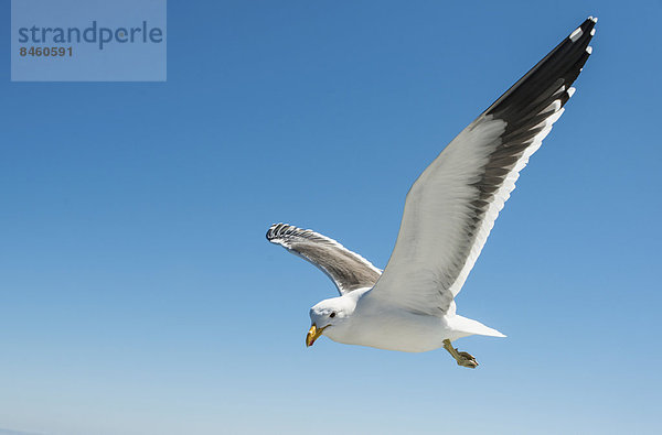 Dominikanermöwe (Larus dominicanus) im Flug  bei Walvis Bay  Namibia