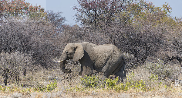 Afrikanischer Elefant (Loxodonta africana)  Elefantenbulle streift durchs Buschland  Etosha-Nationalpark  Namibia