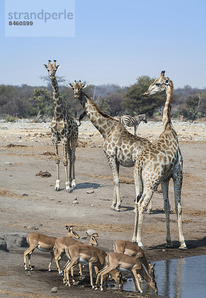 Giraffen (Giraffa camelopardalis) und Impalas (Aepyceros melampus petersi) an der Wasserstelle Chudob  Etosha-Nationalpark  Namibia