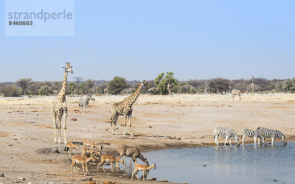 Giraffen (Giraffa camelopardalis) und Schwarznasenimpalas (Aepyceros melampus petersi) an Wasserstelle Chudob  Etosha-Nationalpark  Namibia
