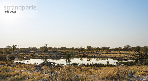 Wasserstelle Nuamses  Etosha-Nationalpark  Namibia