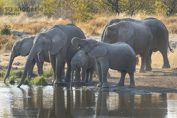 Afrikanische Elefanten (Loxodonta africana)  Elefantenherde an der Wasserstelle Nuamses  Etosha-Nationalpark  Namibia