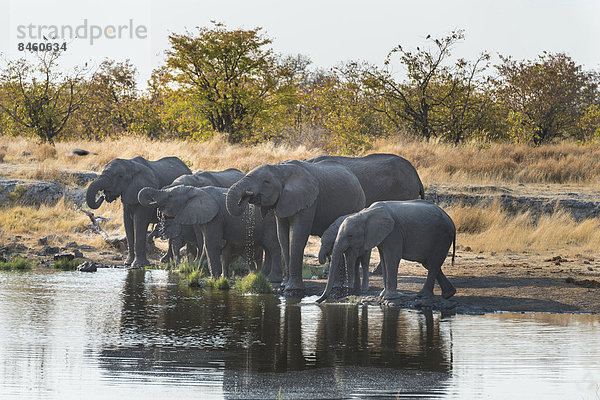 Afrikanische Elefanten (Loxodonta africana)  Elefantenherde an der Wasserstelle Nuamses  Etosha-Nationalpark  Namibia