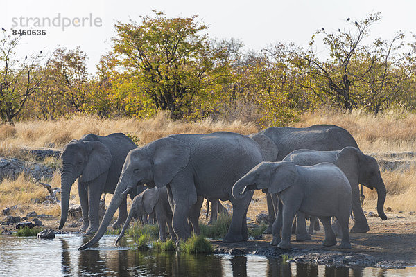 Afrikanische Elefanten (Loxodonta africana)  Elefantenherde an der Wasserstelle Nuamses  Etosha-Nationalpark  Namibia