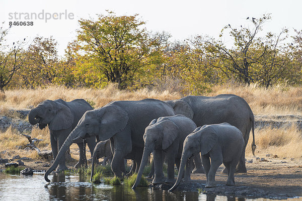 Afrikanische Elefanten (Loxodonta africana)  Elefantenherde an der Wasserstelle Nuamses  Etosha-Nationalpark  Namibia