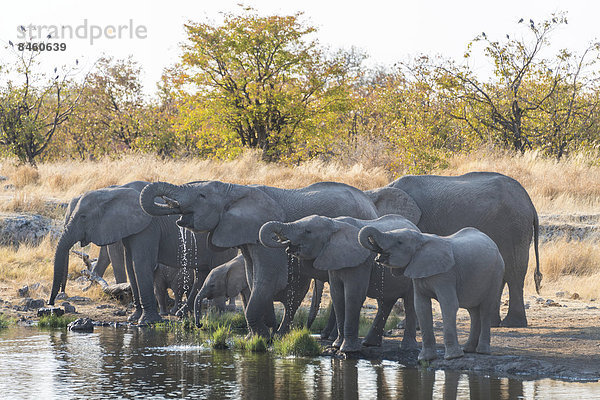 Afrikanische Elefanten (Loxodonta africana)  Elefantenherde an der Wasserstelle Nuamses  Etosha-Nationalpark  Namibia