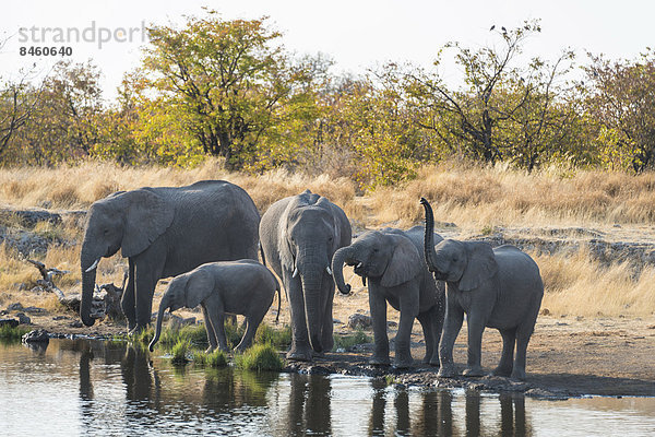 Afrikanische Elefanten (Loxodonta africana)  Elefantenherde an der Wasserstelle Nuamses  Etosha-Nationalpark  Namibia