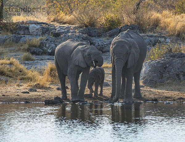 Afrikanische Elefanten (Loxodonta africana)  Elefant mit jungem Kalb beim Trinken  Wasserstelle Nuamses  Etosha-Nationalpark  Namibia