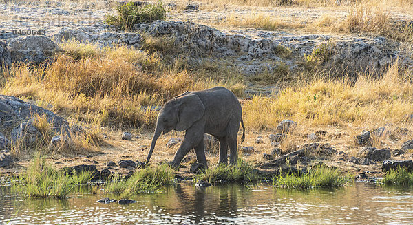 Junger Afrikanischer Elefant (Loxodonta africana) beim Trinken  Wasserstelle Nuamses  Etosha-Nationalpark  Namibia