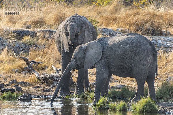 Afrikanische Elefanten (Loxodonta africana) beim Trinken  Wasserstelle Nuamses  Etosha-Nationalpark  Namibia