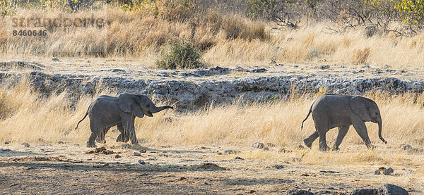 Zwei junge Afrikanische Elefanten (Loxodonta africana)  nahe der Wasserstelle Nuamses  Etosha-Nationalpark  Namibia