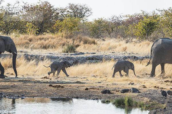 Zwei junge Afrikanische Elefanten (Loxodonta africana)  nahe der Wasserstelle Nuamses  Etosha-Nationalpark  Namibia