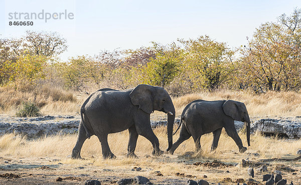 Zwei Afrikanische Elefanten (Loxodonta africana) marschieren  Etosha-Nationalpark  Namibia