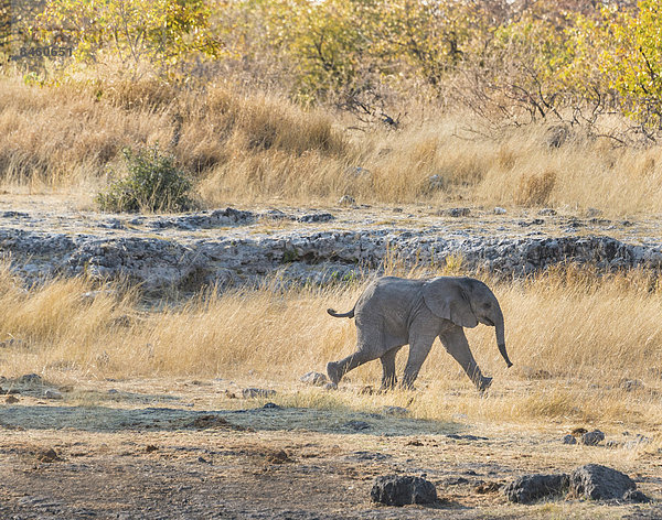 Junger Afrikanischer Elefant (Loxodonta africana)  nahe der Wasserstelle Nuamses  Etosha-Nationalpark  Namibia