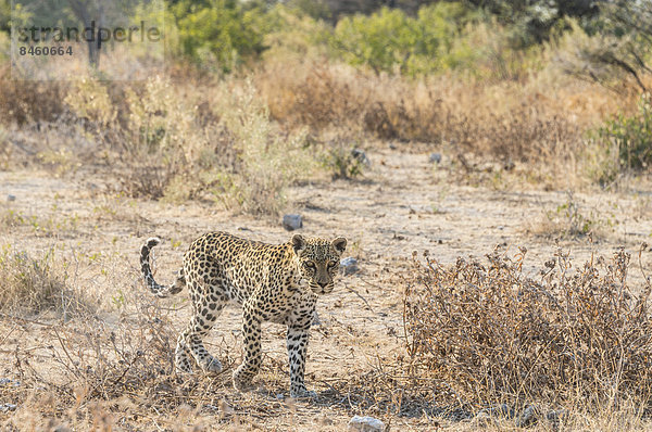 Leopard (Panthera pardus)  Etosha-Nationalpark  Namibia