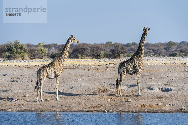 Zwei Giraffen (Giraffa camelopardis) an der Wasserstelle Chudop  Etosha-Nationalpark  Namibia