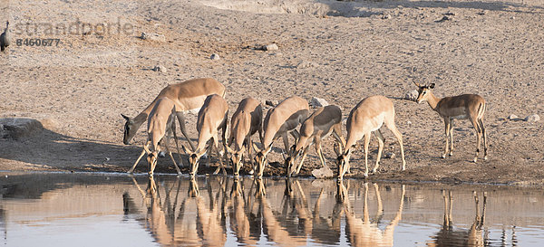 Schwarznasen-Impalas (Aepyceros melampus petersi)  Impalaherde beim Trinken  Wasserstelle Chudop  Etosha-Nationalpark  Namibia