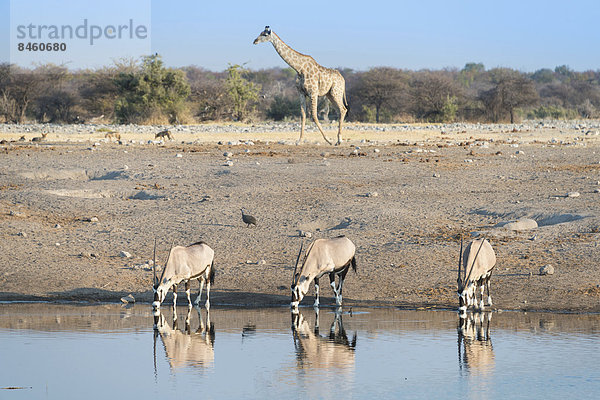 Spießböcke (Oryx gazella) beim Trinken an der Wasserstelle Chudop  hinten eine Giraffe (Giraffa camelopardalis)  Etosha-Nationalpark  Namibia