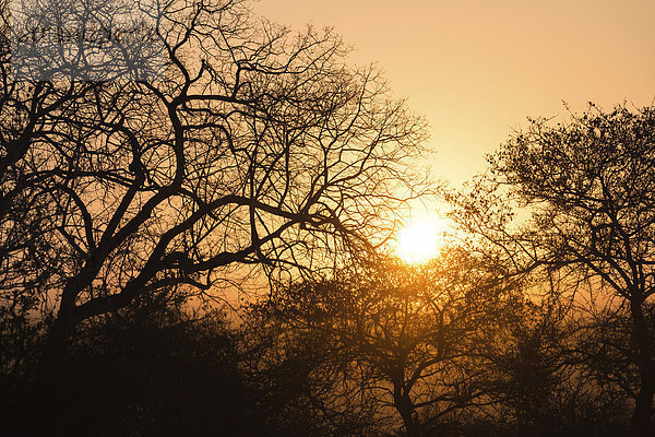 Sonnenuntergang hinter Bäumen  Etosha-Nationalpark  Namibia