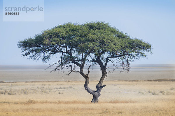 Schirmakazie (Acacia tortilis) vor Etoshapfanne  Etosha-Nationalpark  Namibia