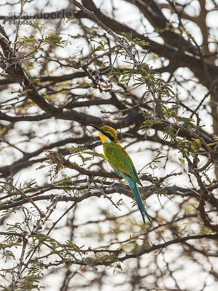 Blauwangenspint (Merops persicus) in trockener Akazie  Etosha-Nationalpark  Namibia